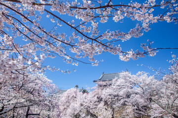 桜に包まれた春の上田城7
