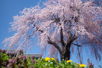 春風に揺れるしだれ桜とタンポポと青空4 - obrazy, fototapety, plakaty