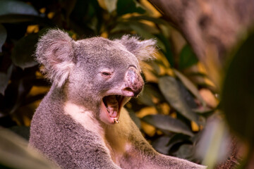 Koalas Müdigkeit