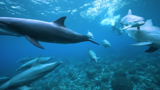 ミナミハンドウイルカ36_御蔵島_ 2022.12.12-13_群れで近づいて来て1頭が振り返る