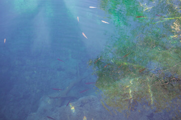 Life in the lakes in the Plitvice Lakes National Park, interesting background