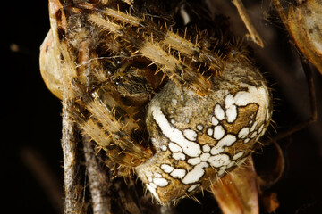 Female orb-weaving spider (Araneus pallidus), in old flower stalk of Drosophyllum lusitanicum,...