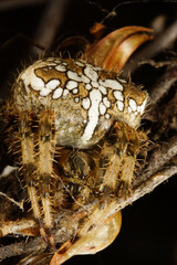 Female orb-weaving spider (Araneus pallidus), in old flower stalk of Drosophyllum lusitanicum,...