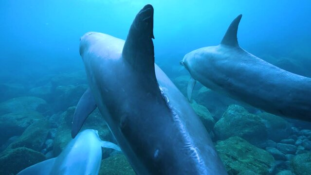 ミナミハンドウイルカ39_御蔵島_ 2022.12.12-13_お腹を上にして泳ぐ