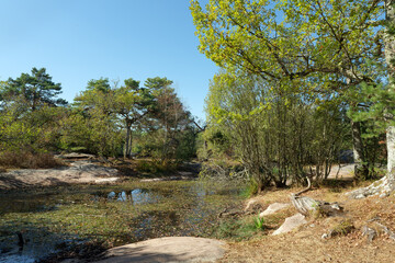 The Franchard pond in Fontainebleau forest