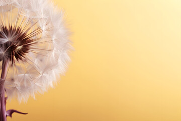 Aerial dandelion on yellow, beige backgroundToningRelax, AirCopy space