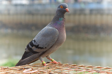 Pigeon posing on a cage