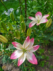 White and pink Lanceolate lily