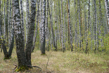 birch grove at the end of summer