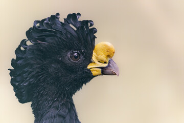 Close-up view of a male Great curassow (Crax rubra) 