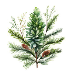 Holiday magic with gentle watercolor pine spruce branch and pinecone on white backdrop. Winter festive celebration
