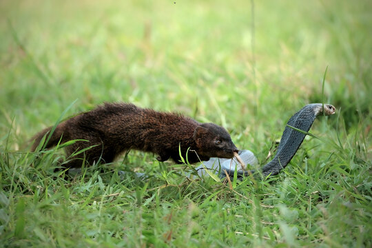  fight between cobra snake and mangoose
