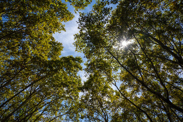 Treetops on a sunny afternoon seen from below