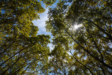 Treetops on a sunny afternoon seen from below