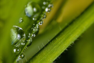 water droplets on grass stem in closeup with blurry background