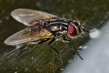 a flies its legs, nose and mouth above the body of a flower