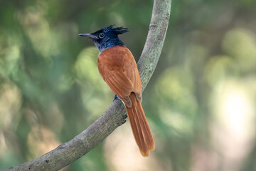 Indian paradise flycatcher (Terpsiphone paradisi) at Lion Safari Park, Kolkata, West Bengal, India