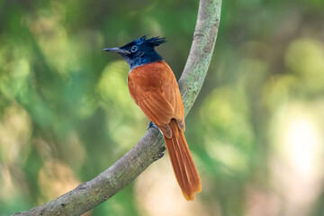 Indian paradise flycatcher (Terpsiphone paradisi) at Lion Safari Park, Kolkata, West Bengal, India