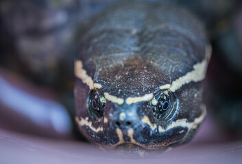 Close-up of an amphibian turtle's eye with shallow depth of field - 663918000