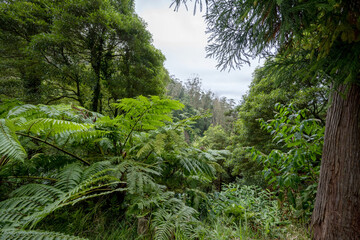 Fototapeta na wymiar Vegetation in the Caldera Velha nature reserve on the Island of Sao Miguel in the Azores