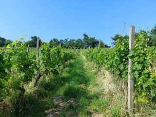 Fototapeta na wymiar green vineyard on hill. Rows of plants. Grapes.
