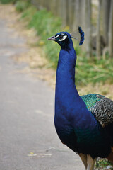 Zooparc de Tr&eacute;gomeur