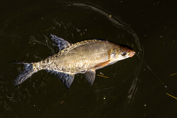P&ecirc;che &agrave; la br&egrave;me en rivi&egrave;re.