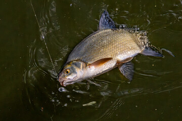 Pêche à la brème en rivière.