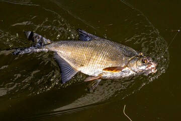 P&ecirc;che &agrave; la br&egrave;me en rivi&egrave;re.