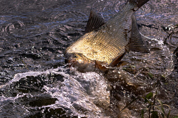 Pêche à la brème en rivière.