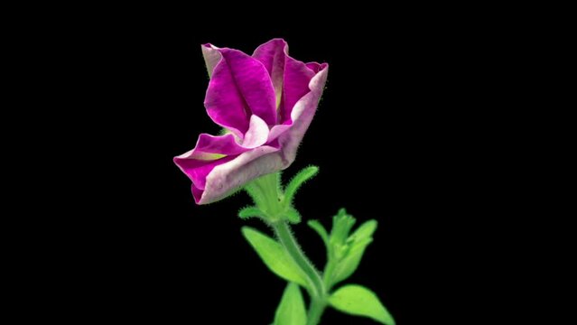 Time lapse of beautiful pink petunia flower blooming, black background. close-up