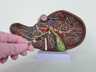 Surgeon hand holds scalpel over anatomical figure of human liver