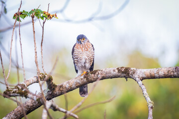 Shikra (Accipiter badius) perched on a branch.