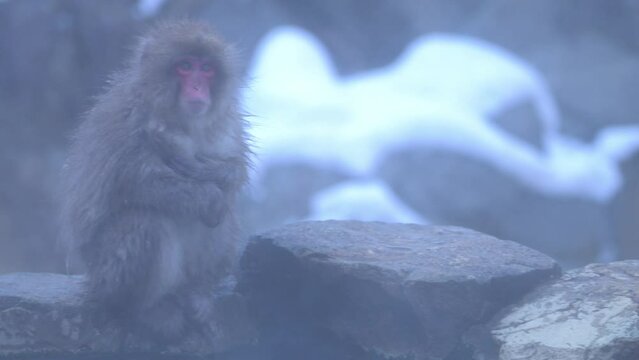 Snow monkey Soaking in the hot spring in the wild habitat of snow monkey park at Jigokudani, Nagano, Japan