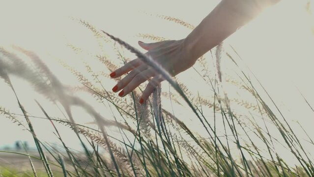girl runs her hand over the tall grass and touches it while walking through the fields in the sunset light.