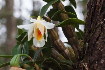 Dendrobium fuerstenbergianum Schltr., Beautiful rare wild orchids in tropical forest of Thailand.