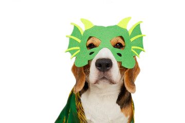 A beagle dog in a costume and a dragon mask on a white isolated background. The symbol of the new...