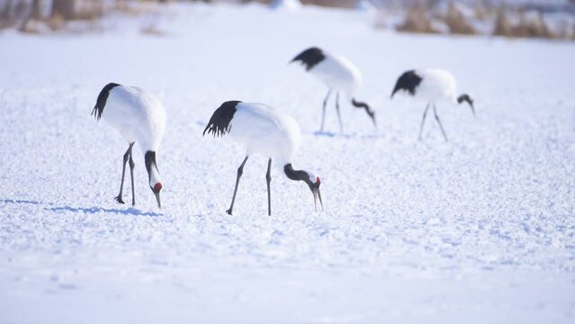 Red crowned cranes on feeding grounds at Tsurui, Kushiro, Hokkaido Japan