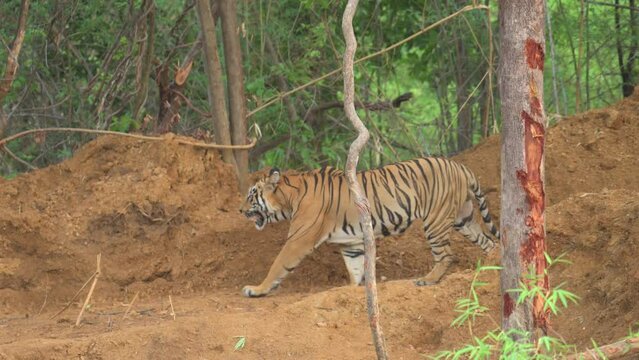 Royal Bengal tiger named Taru on prowl in natural habitat of the Tadoba national park forest