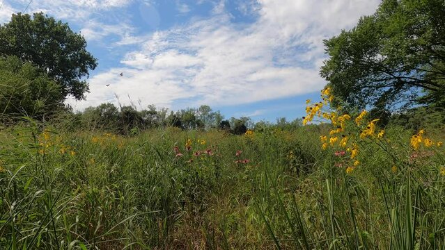 Monarchs Dancing above Wildflowers in a Native Prairie 