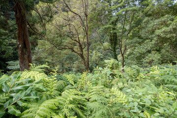 Vegetation in the Caldera Velha nature reserve on the Island of Sao Miguel in the Azores