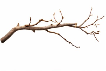 isolated branch on white with clipping path. Generative AI