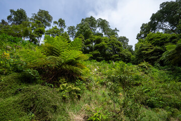Fototapeta na wymiar Vegetation in the Caldera Velha nature reserve on the Island of Sao Miguel in the Azores