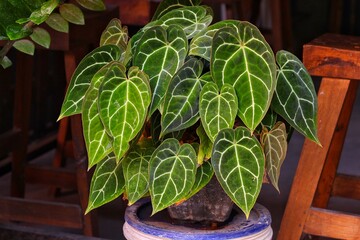 the close up look from lush and green leaves of tropical plant anthurium crystallinum or mini elephant ear in outdoor garden while blooming when summer season