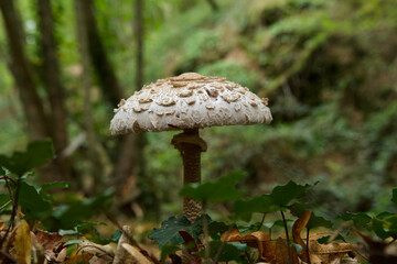 Parasol mushroom in a french forest called 