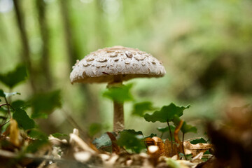 Parasol mushroom in a french forest called 