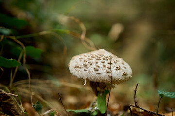 Parasol mushroom in a french forest called 