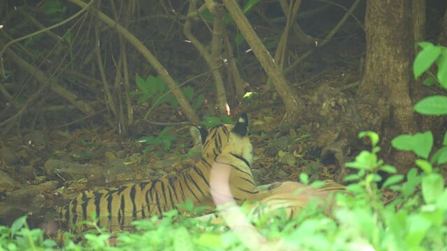 Royal Bengal Tiger named Bhanuskhindi taking rest under the shades of tree in waterbody at Tadoba andhari tiger reserve