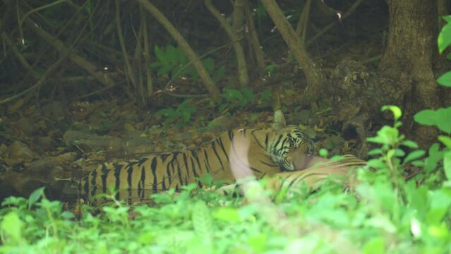Royal Bengal Tiger named Bhanuskhindi taking rest under the shades of tree in waterbody at Tadoba andhari tiger reserve