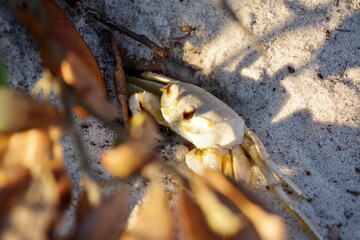 Sand Crab 